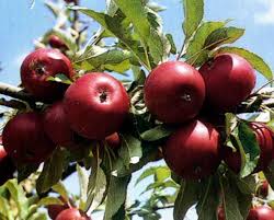 Malus domestica Éva