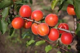 Prunus armeniaca Pinckot