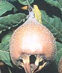 Mespilus Szentesi Rózsa