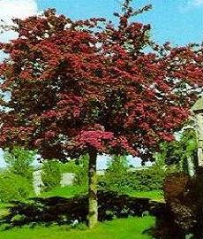 Crataegus-Galagonya